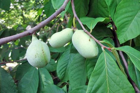 How to Grow and Care for Pawpaw Trees | Gardener’s Path Pawpaw Tree, Paw Paw Fruit, Paw Paw Tree, Live Tree, Paw Paw, Types Of Fruit, Tree Seeds, Food Garden, Exotic Fruit