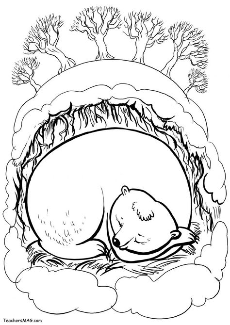 Hibernation Preschool Activities, Bears Preschool, Animals That Hibernate, Bear Craft, Winter Art Lesson, Camp Theme, Animal Adaptations, Bear Coloring Pages, Bear Crafts