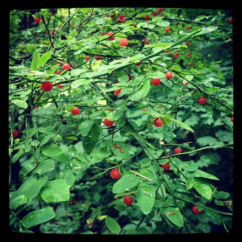 Red Huckleberry Bush | Flickr - Photo Sharing! Huckleberry Crisp, Berries Tattoo, Red Huckleberry, Huckleberry Bush, Growing Greens, Tattoo Sleeve, Tattoo Inspo, All Of Us, Fruit Trees