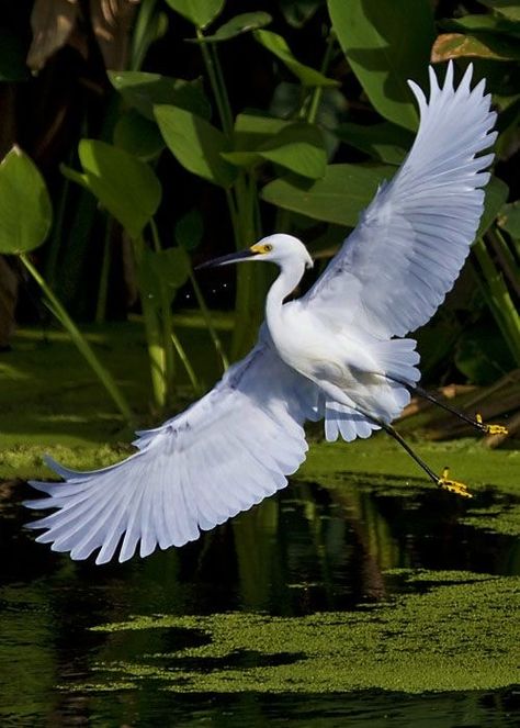 Environment References, Snowy Egret, Bequia, Heron Art, Wonderful Nature, Herons, Bird Watcher, Single Life, Blue Heron