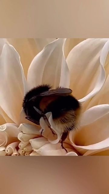 Bees Sleeping In Flowers, Bee Sleeping In Flower, Polarised Light, Garden Bugs, What A Beautiful World, Poisonous Plants, A Compass, Beautiful World, Animal Kingdom