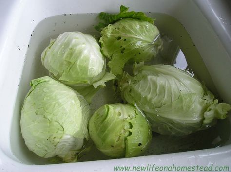 Freezing cabbage How To Store Cabbage, Freezing Cabbage, Bacon Wrapped Potatoes, Preserving Vegetables, Food Canning, Easy Canning, Dehydrated Foods, Cabbage Head, Garden Veggies