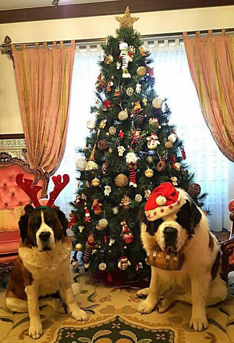 St Bernard Christmas, St Bernards, Christmas Pets, St Bernard Dogs, Bernard Dog, Santa's Little Helper, Pets 3, Santa Paws, St Bernard