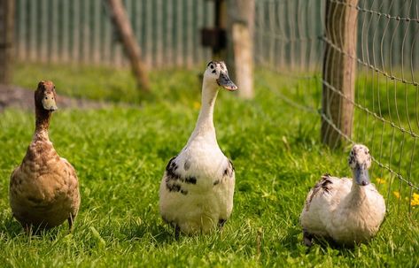 Types Of Ducks, Stimulating Activities, Pekin Duck, Backyard Ducks, Duck Breeds, Diy Bird Toys, Duck Coop, Duck Farming, Raising Ducks