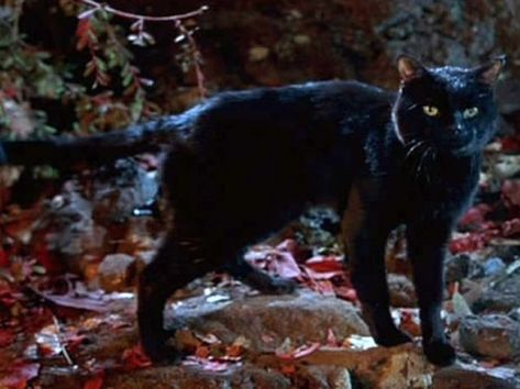 What is the black cat's name? Binx Hocus Pocus, Thackery Binx, Hocus Pocus 1993, Hocus Pocus Movie, Froy Gutierrez, Hocus Pocus 2, Halloween Facts, A Black Cat, The Jacksons