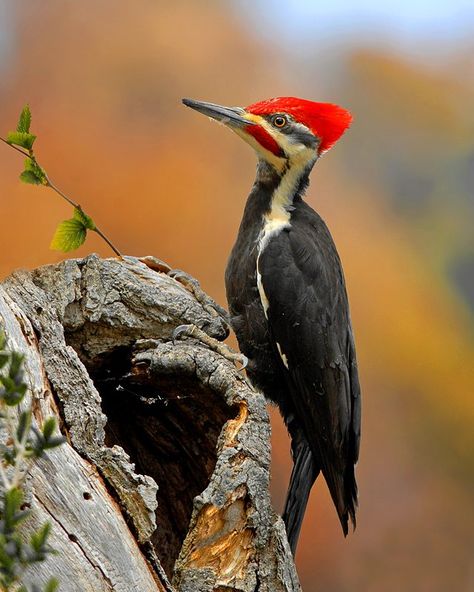 Every year the last 12 days of December we dedicate to Grand Prize Winners of our Photo Contest. Here's 2021 November winner: Tom Lusk. Birds Pictures, God Exists, Pileated Woodpecker, American Birds, Bird House Kits, Bird Aviary, Woodpeckers, Wood Ducks, Kinds Of Birds