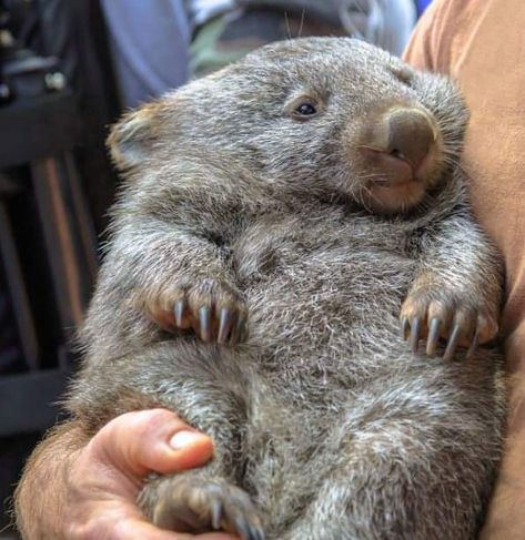 Cute Wombat, Baby Wombat, Australian Mammals, Silly Animals, Cute Animal Photos, Little Animals, Cutest Animals, Koala Bear, Animal Love