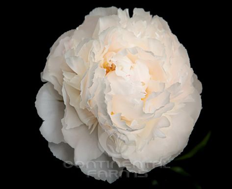 Peony Bowl of Cream | Continental Farms #peonies #cream #weddingflowers Cream Peonies, Peony Garden, Cosmetic Labels, Peonies Garden, Beautiful Blooms, Bridal Bouquet, Perfect Wedding, Peonies, Wedding Flowers