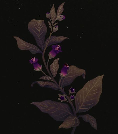 Belladonna Flower, Nightshade Flower, Nightshade Plant, Deadly Plants, Deadly Nightshade, Poisonous Plants, Plant Aesthetic, Plant Illustration, Plant Art