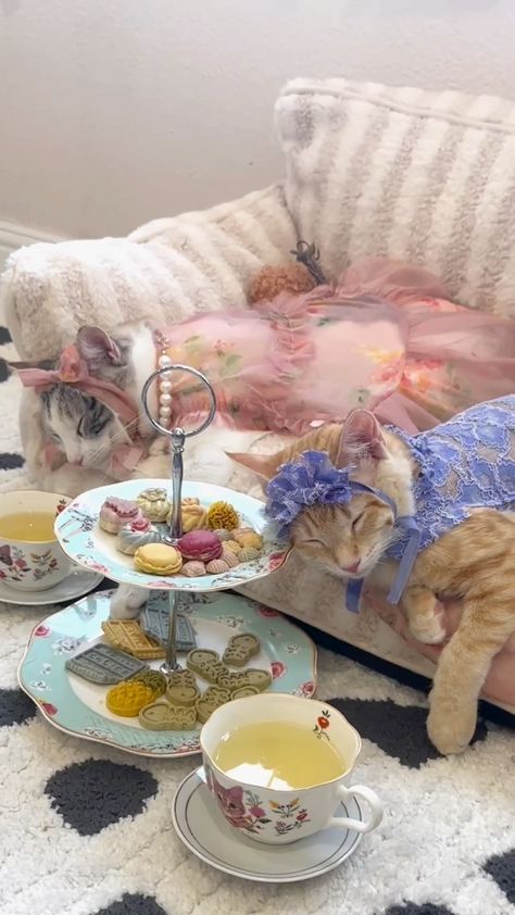 All Posts • Instagram Outdoor Tea Party, Cat Bday, Cat Tea Party, Board Night, Pink Apartment, Pretty Scenery, Cat Area, Party Cat, Pinterest Contest