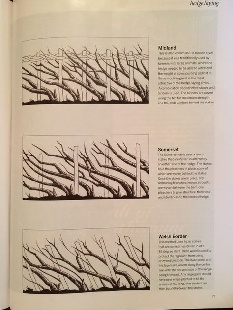 Hedge laying. Local British styles. Arbor Sculpture, Hawthorn Hedge, Hedge Laying, Hedge Wall, Fancy Farm, Beech Hedge, Living Fence, Farm Fence, Food Forest