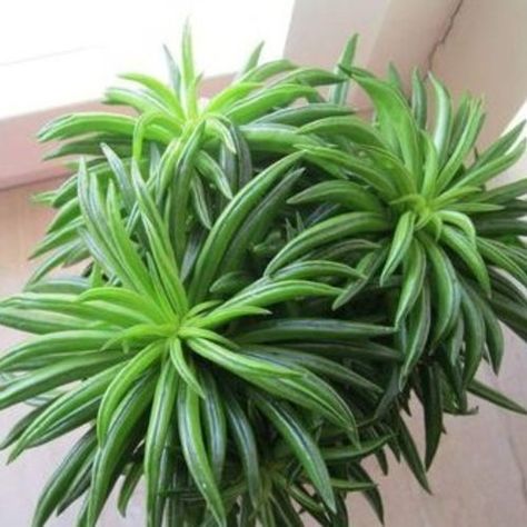 Happy Bean - Pincushion Peperomia - Peperomia ferreyrae | Proven Winners Happy Bean Plant, Peperomia Plant, Bean Plant, Large Flower Pots, Plant Delivery, Starting A Garden, Unusual Plants, Unique Plants, House Plants Indoor