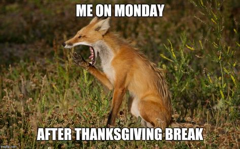 monday after thanksgiving meme Something wicked this way comes....: misty monday morning....ticking. Monday after thanksgiving memes. The after-thanksgiving aftermath – qc voices. Thanksgiving meme memes funny turkey after feel happy quotes fat animal hilarious friday humor thanks squirrel animals funniest merica lovethispic. Happy thanksgiving from all of us at tallahassee chiropractic and. Thanksgiving holiday monday christmas funny turkey cartoon holidays year halloween humor santa morning... Broke Meme, Thanksgiving Meme, Merica Funny, Turkey Cartoon, Feeling Happy Quotes, Fat Animals, Monday Christmas, Holiday Monday, Office Memes