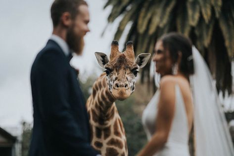 Zoo Wedding, Hollywood Hotel, Creative Wedding Photo, Mount Rainier National Park, 50th Wedding, Best Wedding Photographers, Wedding Moments, Junebug Weddings, Whistler