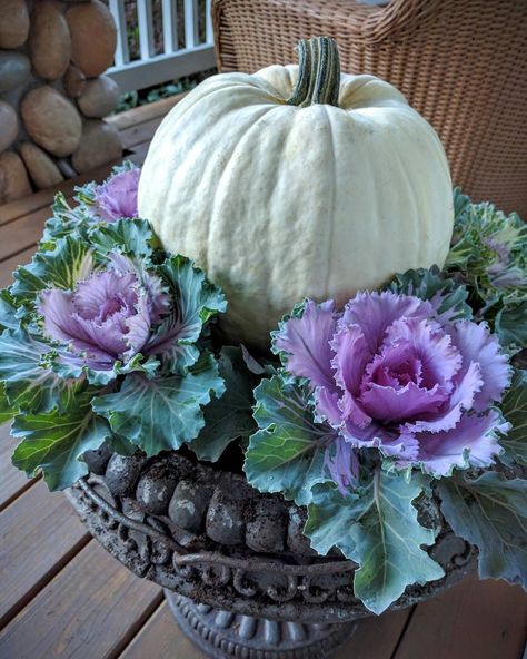 Fall Front Planter Ideas, Fall Potted Plants Front Porches, Fall Flower Beds In Front Of House, Fall Planters Front Porches, Fall Potted Plants, Pumpkin Planters, Fall Urn, Fall Flower Pots, Fall Container Plants