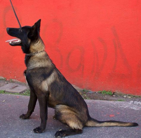 Viper mal Berger Malinois, Belgium Malinois, Malinois Puppies, Belgian Malinois Dog, Service Dog Training, Malinois Dog, Belgian Shepherd, Bad Dog