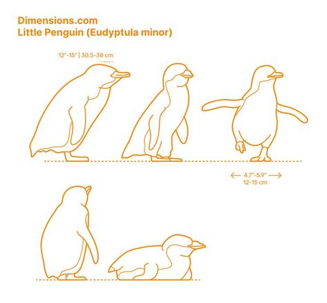 Fairy Penguin Drawing, Fairy Penguin Tattoo, Fairy Penguin, Blue Penguin, Penguin Reference, Little Blue Penguin, Penguin Outline, Penguin Research, Macaroni Penguin