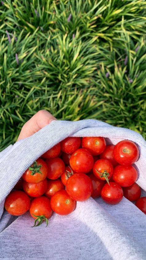 Gardening. Vegetables. Plants. Plant aesthetic. Cherry tomatoes. Growing food. Red. Tomato Aesthetic, Tanaman Tomat, Tomatoes Growing, Gardening Vegetables, Preppy Christmas, Tomato Garden, Plant Aesthetic, Growing Fruit, Tomato Plants