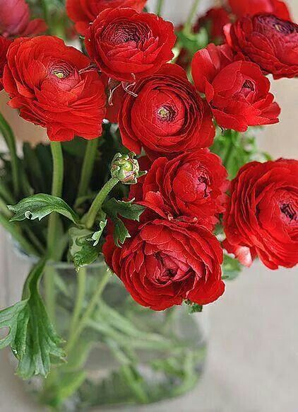 I AM. Flower Ranunculus, Red Ranunculus, Persian Buttercup, Ranunculus Flower, Flower Magic, Good Morning Flowers, Ranunculus, Beautiful Blooms, Love Flowers