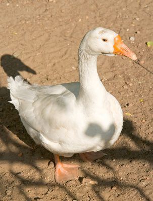 Goose Costume, Concrete Goose, Concrete Yard, Lawn Goose, Porch Goose, Mother Goose Nursery, Goose Nursery, Painting Cement, Goose Clothes