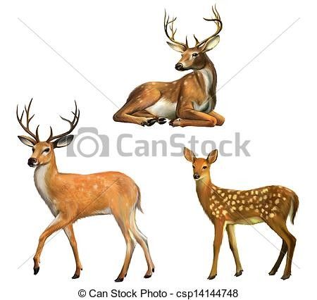 Deer Sitting, Deer Images, Deer Drawing, Fallow Deer, Family Drawing, White Stock, Baby Deer, Deer Antlers, Scooby Doo