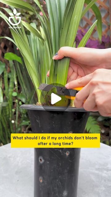 Old Garden Tools on Instagram: "How to Revive Orchid Plants That Won't Bloom.  #oldgardenshop #greengarden #tipsforgarden #oldgardentools #gardeningtips #greenplant #gardening #plantlover #flower #oldgarden #howtocare #gardentips #plantcare #plants" Old Garden Tools, Old Garden, Orchid Plants, Garden Shop, Green Garden, Green Plants, Plant Lover, Plant Care, Gardening Tips