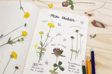 herbier illustré diy bullet journal Grimoire Scrapbooking, Book Portfolio, Botanical Sketchbook, Eco Crafts, Pressed Flower Crafts, Theme Nature, Summer Scrapbook, Nature Study, Nature Journal