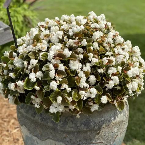 Begonia_Double_Up_White_begonia_gc_BEGUW_04 White Begonias, Flower Beds Borders, Shady Gardens, Shaded Garden, Landscape Gardening, White Plants, Container Design, White Gardens, Landscaping Plants