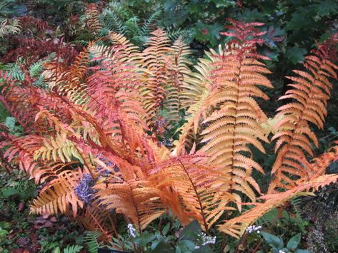 Osmundastrum cinnamomeum (Cinnamon Fern) Cinnamon Fern, Virginia State University, Gold And Orange, Fern Frond, Master Gardener, Shades Of Gold, Fall Color, Native Plants, Old Houses