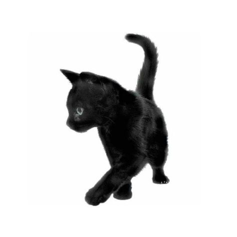 Chicas Punk Rock, Cat App, Arte Punk, Black App, Minimalist Icons, Black Icon, Insta Icon, Cat Icon, Png Icons