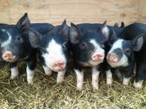 Berkshire Pig, Mini Piglets, Berkshire Pigs, Pig Breeds, Sailor Tattoo, Small Pigs, Farm Fun, Highland Cattle, Pet Pigs