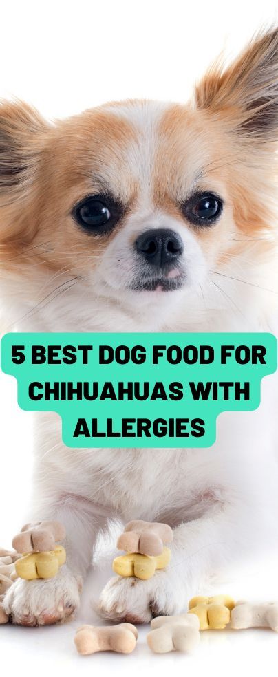 Dog Food Allergies, Chihuahua Owner, Diy Dog Food, Make Dog Food, Toy Dog Breeds, Food Issues, Dog Food Brands, Natural Dog Food, Healthy Homemade Recipes