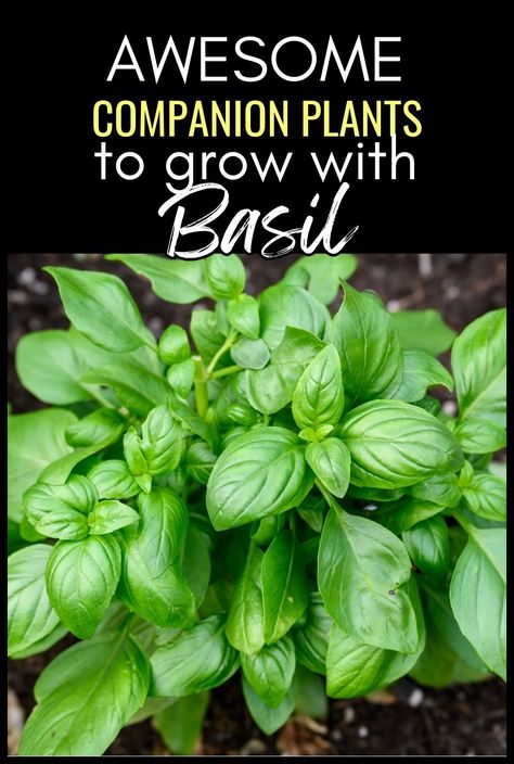 Explore basil companion plants that will make your herb garden thrive. Learn the best herbs to grow with basil and avoid common mistakes. Simple companion planting tips for growing basil outdoors and achieving a beautiful basil garden. Growing Basil Outdoors, Basil Plant Indoors, Basil Garden, Rose Companion Plants, Companion Planting Guide, Best Companion Plants, Companion Planting Chart, Best Herbs To Grow, Companion Planting Vegetables