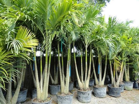 Backyard Landscaping Tropical, Landscaping Tropical, Trees Backyard, Palm Trees For Sale, Palm Trees Landscaping, Florida Landscaping, Tropical Palm Trees, Front Garden Landscape, Tropical Backyard