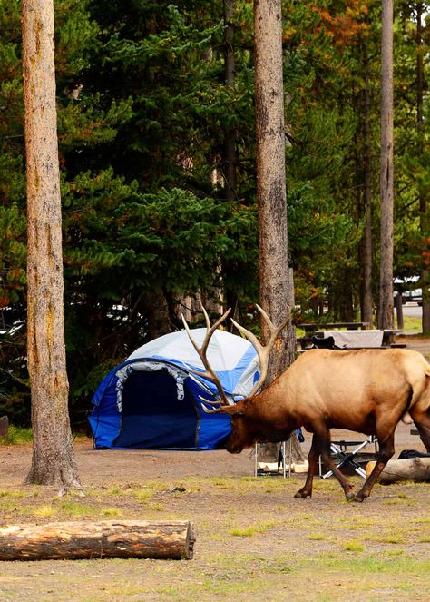 Yellowstone Camping, Hiking Winter, National Park Camping, Visit Yellowstone, Best Campgrounds, Yellowstone Park, American Travel, Winter Camping, Animal Facts