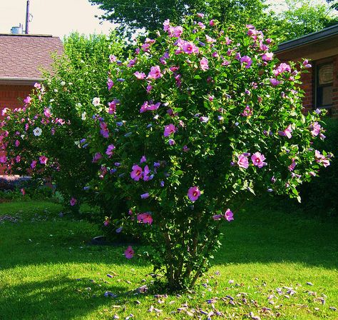 hibiscus bushes | Hibiscus Bush Rose Of Sharon Bush, Hibiscus Shrub, Hibiscus Flower Drawing, Hibiscus Bush, Growing Hibiscus, Hibiscus Tree, Hibiscus Garden, Hardy Hibiscus, Backyard Trees