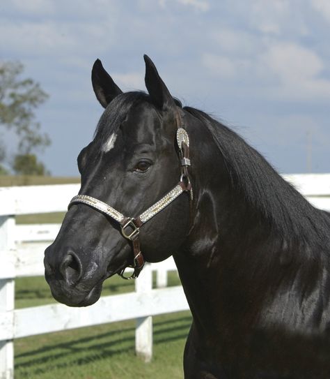 black horse head - Google Search Quarter Horse Black, Black Quarter Horse, Male Horse, Aqha Horses, Quarter Horse Stallion, Easy Jet, Horse Black, Beautiful Horse Pictures, Quarter Horses