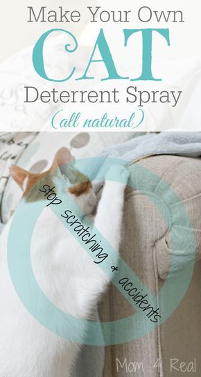 Diy Jouet Pour Chat, Cat Deterrent Spray, Katt Diy, Cat Deterrent, Chat Diy, Dental Assisting, Cat Repellant, Cat Pee, Cat Urine