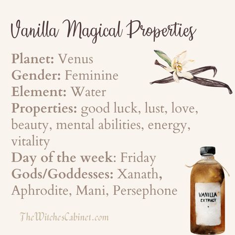 Learn all about vanilla magical properties and how to use this ingredient in your kitchen witchery and rituals. Vanilla Uses Witchcraft, Coconut Oil Magical Properties, Vanilla In Witchcraft, Apple Magical Properties, Chocolate Magical Properties, Rice Magical Properties, Vanilla Meaning Witchcraft, Magical Properties Of Vanilla, Allspice Magical Properties