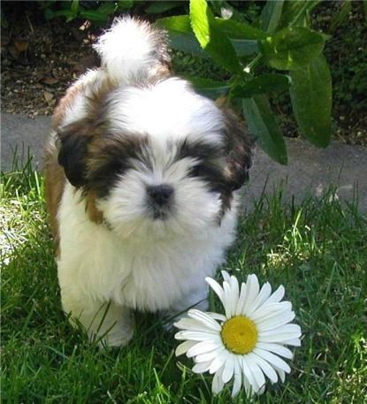 AWESOME MALSHI PUPS! | Petzlover Tigers Videos, Cutest Small Dog Breeds, Poodle Mix Dogs, Shitzu Puppies, Cute Small Dogs, Shih Tzu Funny, Puppy Grooming, Yorkie Puppies, Daisy Mae