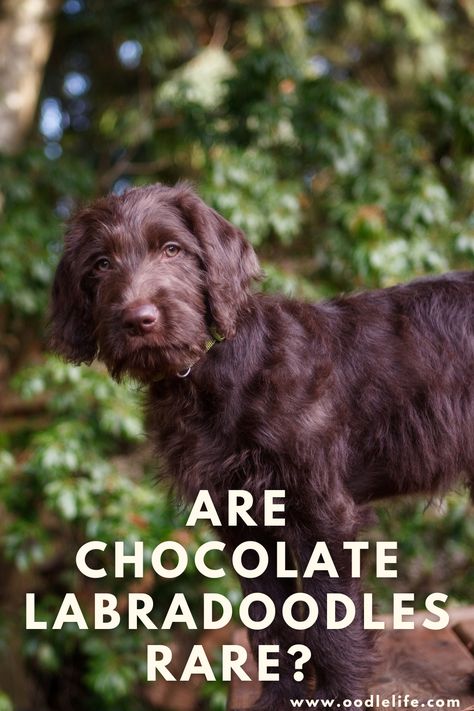 Since these dogs are a cross between Labrador Retrievers and Poodles, you may wonder if chocolate Labradoodles are rare and if they will stay chocolate-colored their entire life. The color-changing coat is a common question for pet owners who have a Labradoodle or want to bring one home.