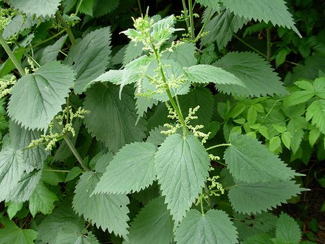 Stinging Nettle (Urtica dioica) in British Columbia Herbal Academy, Herb Plants, Edible Wild Plants, Stinging Nettle, Herb Gardening, Survival Gardening, Wild Edibles, Joints Pain Relief, Wild Food