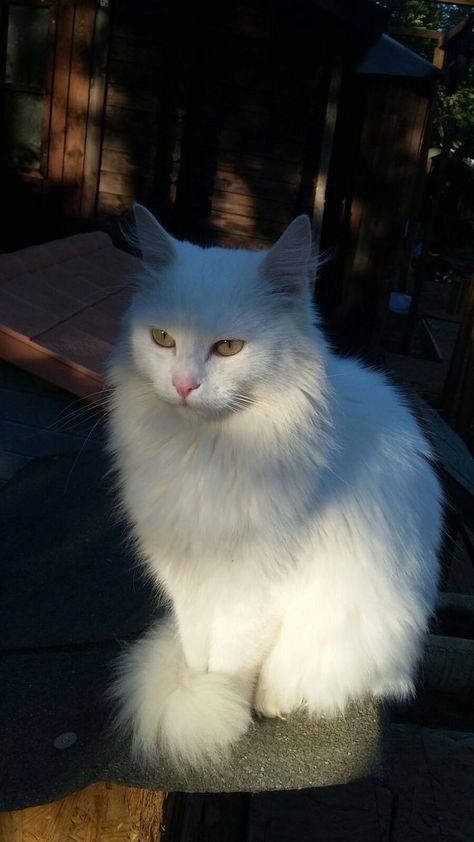 Turkish Angora Cat, Angora Cats, Turkish Angora, Birman Cat, Rare Cats, Gorgeous Cats, Silly Cats Pictures, Cat Pose, White Cats