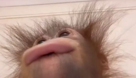 Ugly Monkeys Funny, Ugly Monkey, Monkey Memes, Baby Orangutan, Monkey Pictures, Funny Short Clips, Reaction Face, Short Humor, Silly Animals