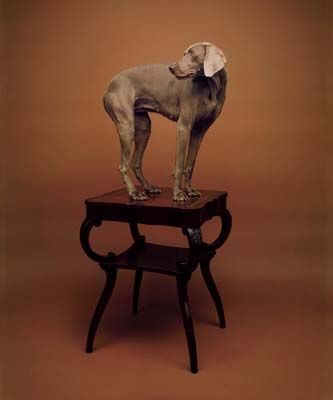 WEGMAN, WILLIAM | http://galeriehoffman.com Paris Flat, William Wegman, Puppy Cuddles, Sell Paintings, Photo Arts, Weimaraner Dogs, Dog Wash, Modern And Contemporary Art, Extended Family