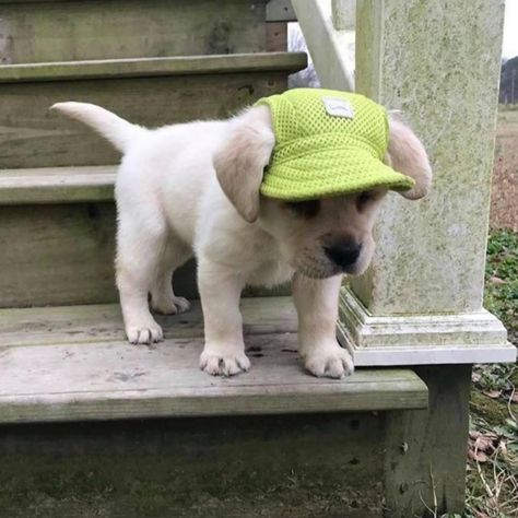 Puppy Hats, Super Cute Dogs, Psy I Szczenięta, Francia Bulldog, 골든 리트리버, Dog Hat, 웃긴 사진, Cute Animal Photos, Cute Creatures