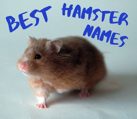 Best Hamster Names Hamster Names Boy, Fluffy Hamster, Hamster Names, Names Cute, Funny Hamsters, Guinea Pig Care, Cute Ideas, Hamsters, Rodents