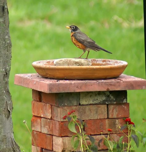 Create a bird bath or feeder with bricks you might have laying around from other home projects or pick them up at a home improvement store for cheap... Just stack them up and lay a piece of wood on top and then lay a saucer on top. There you have a nice bird feeder to enjoy bird watching. Fill up with either water or bird seed. Brick Projects, Recycled Brick, Diy Bird Bath, Brick Garden, Funky Junk Interiors, Diy Birds, Old Bricks, Backyard Projects, Outdoor Landscaping