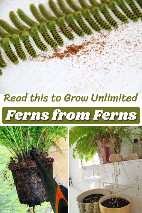 Propagating Ferns from Division is a cost-saving option to have more specimens free of cost! Learn How to Grow Ferns from Ferns in easy ways! How To Grow Ferns, How To Propagate Ferns, Propagating Ferns, Propagate Ferns, Dividing Ferns, Fern Propagation, Propagating Ferns From Cuttings, Asparagus Fern Outdoors, How To Keep A Fern Alive During Winter