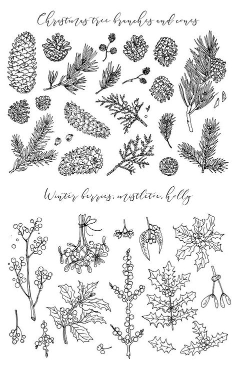 Winter plants and flowers by irina.vaneeva on @creativemarket Winter Flower Drawing, Winter Line Drawing, Pointsetta Drawing, Holly Sketch, Holly Drawing, Line Drawing Christmas, Mistletoe Drawing, Winter Sketch, Sketch Rose